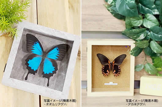 メネラウスモルフォ , 蝶の標本 販売・通販のNatureShop|モルフォや