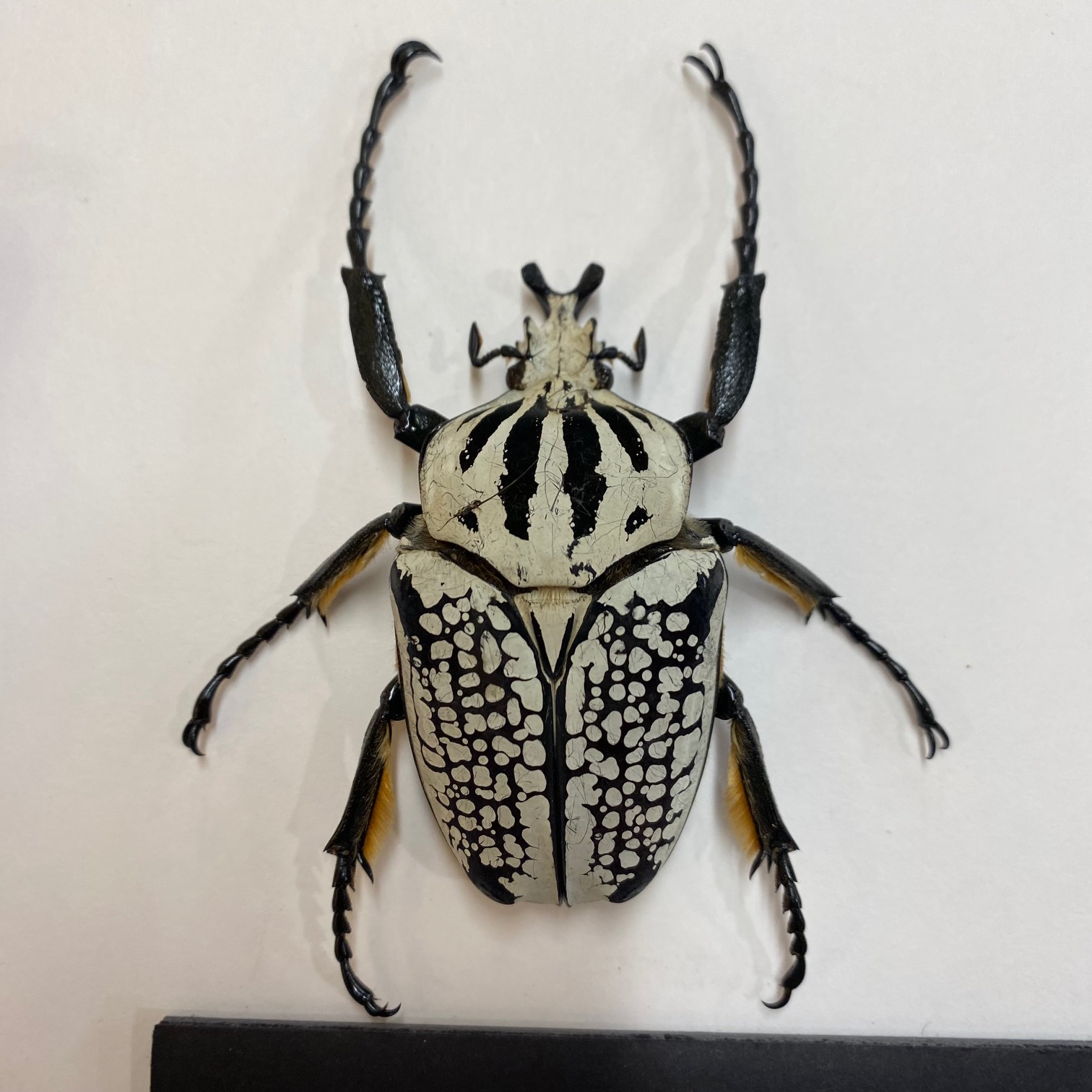 標本 Cong Goliathus orientalis 94mm Cong Goliathus orientalis 94mm