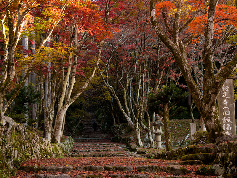 滋賀長浜で紅葉狩り】秋の鶏足寺へ紅葉を見に行こうよ！｜ナガジン