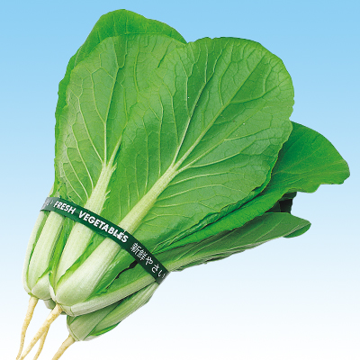 強力おたふく山東菜／野菜の種の通信販売 - 中原採種場(株)