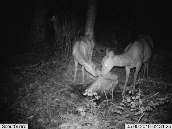 新手法でニホンジカの捕獲試験を開始 | 活動レポート | 日本自然保護