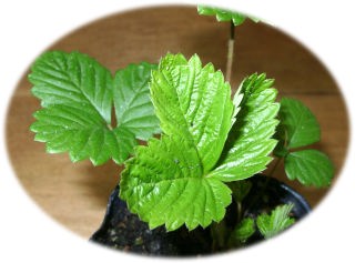 ワイルドストロベリー（ワイルドベリー、フレーズデボア、エゾ