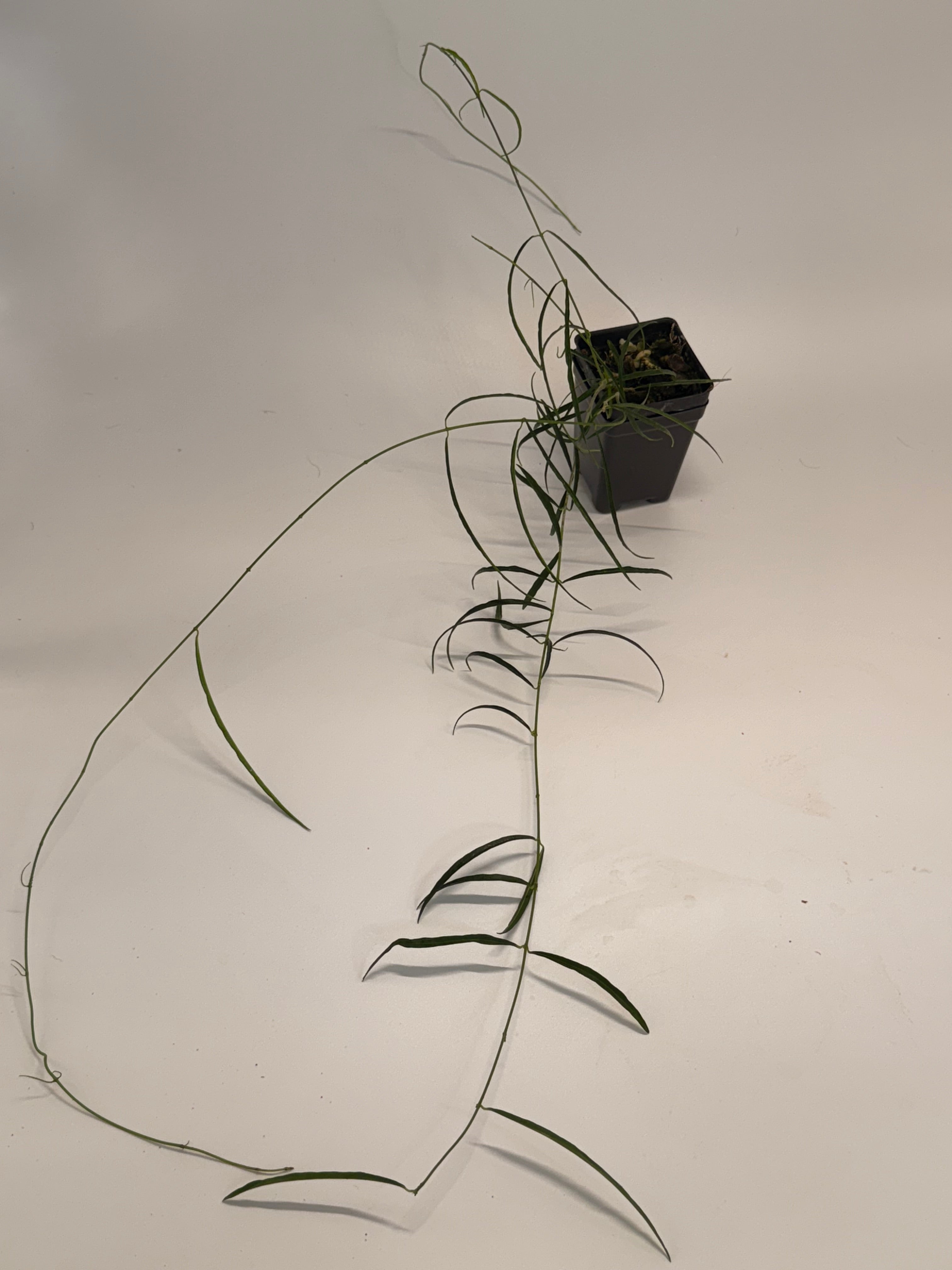 Hoya stenophylla – Nest Tropicals