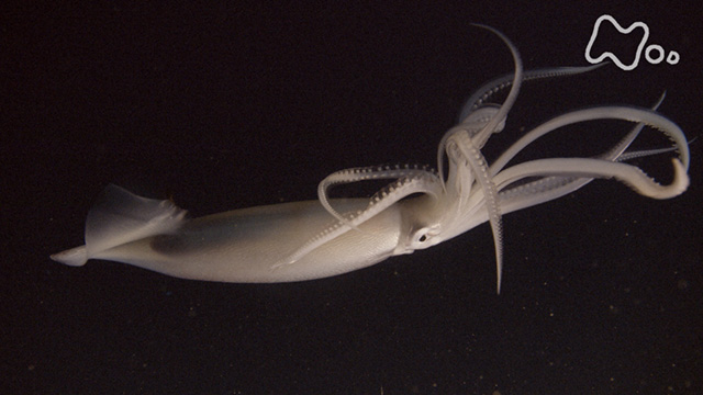 ♯Jxi01LT深海の巨大生物NHKスペシャル謎の海底サメ王国人気3種