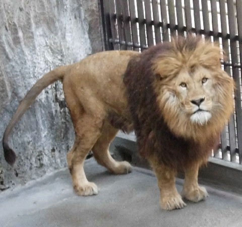震災避難の猛獣10月帰還 熊本市動植物園へライオンなど5頭