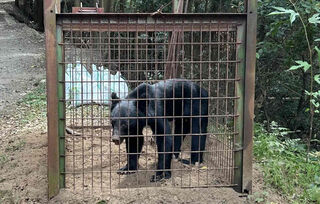 福岡市動物園で飼育されているニホンツキノワグマ＝福岡市 - クマが