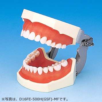 SRP用顎模型 [D16HD-500H(GSF)-MF](咬合器なし)｜株式会社ニッシン
