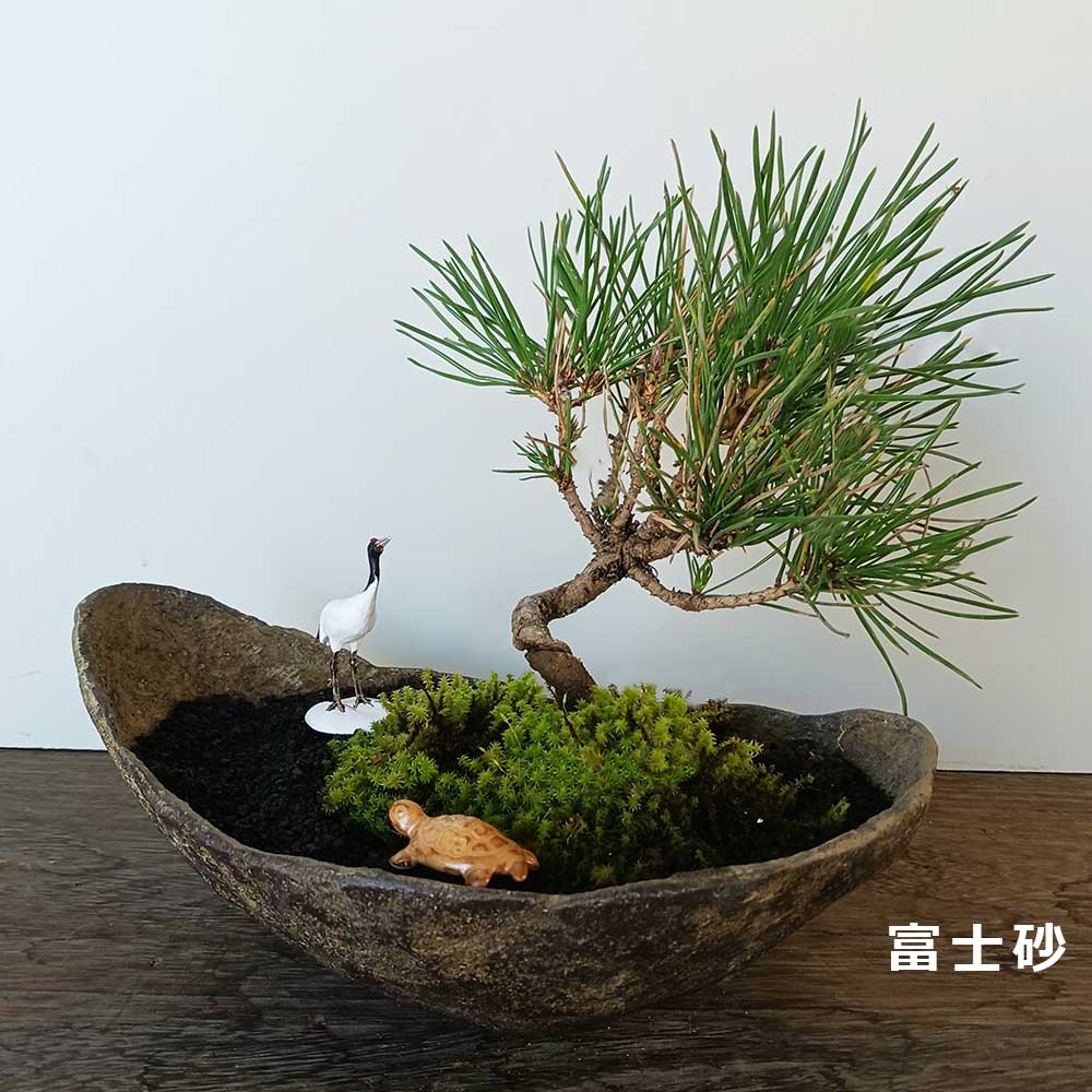お好きな化粧砂からお選びください。縁起物【黒松盆栽 くらま鉢 鶴亀