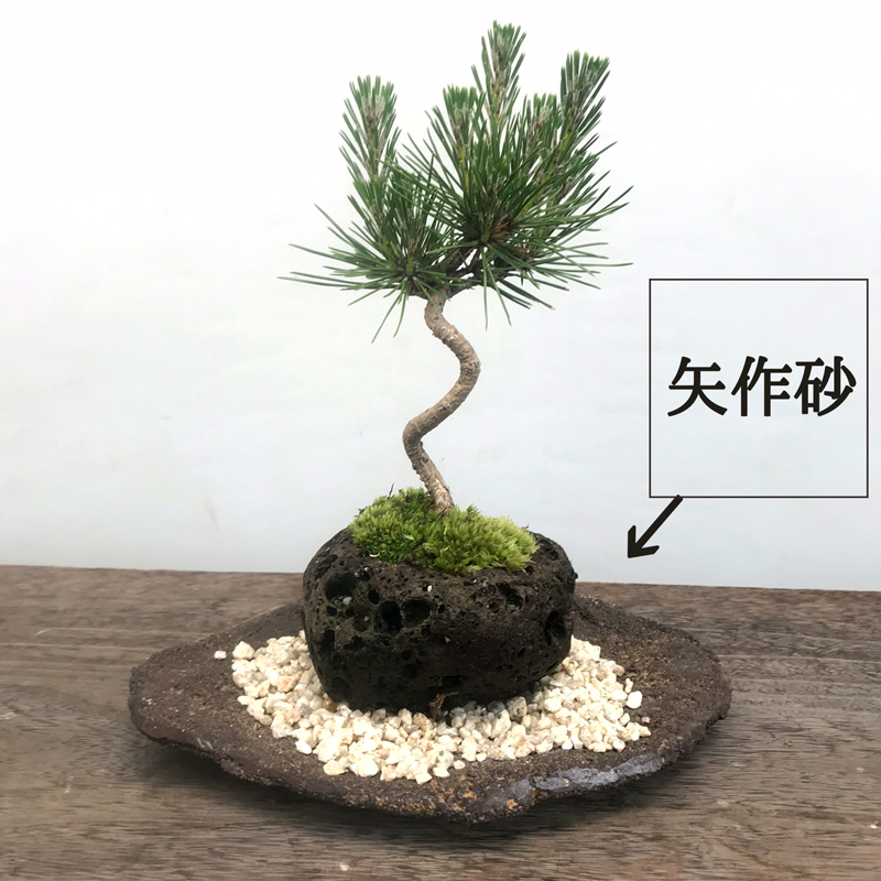 贈り物にも最適 鑑賞3点セット【黒松の軽石盆栽・皿・敷き砂セット】