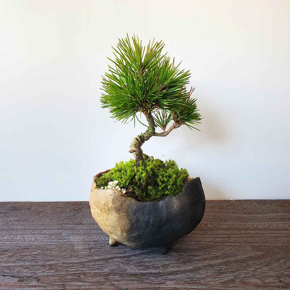 送料無料でお届け。日々の暮らしに憩いと安らぎを演出【黒松（くろまつ