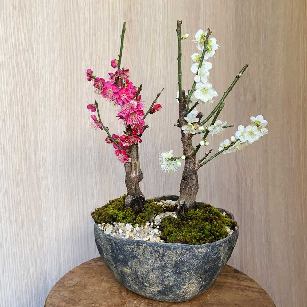 2026年開花終了】送料無料でお届け。端正で香りよい花が人気の梅の盆栽