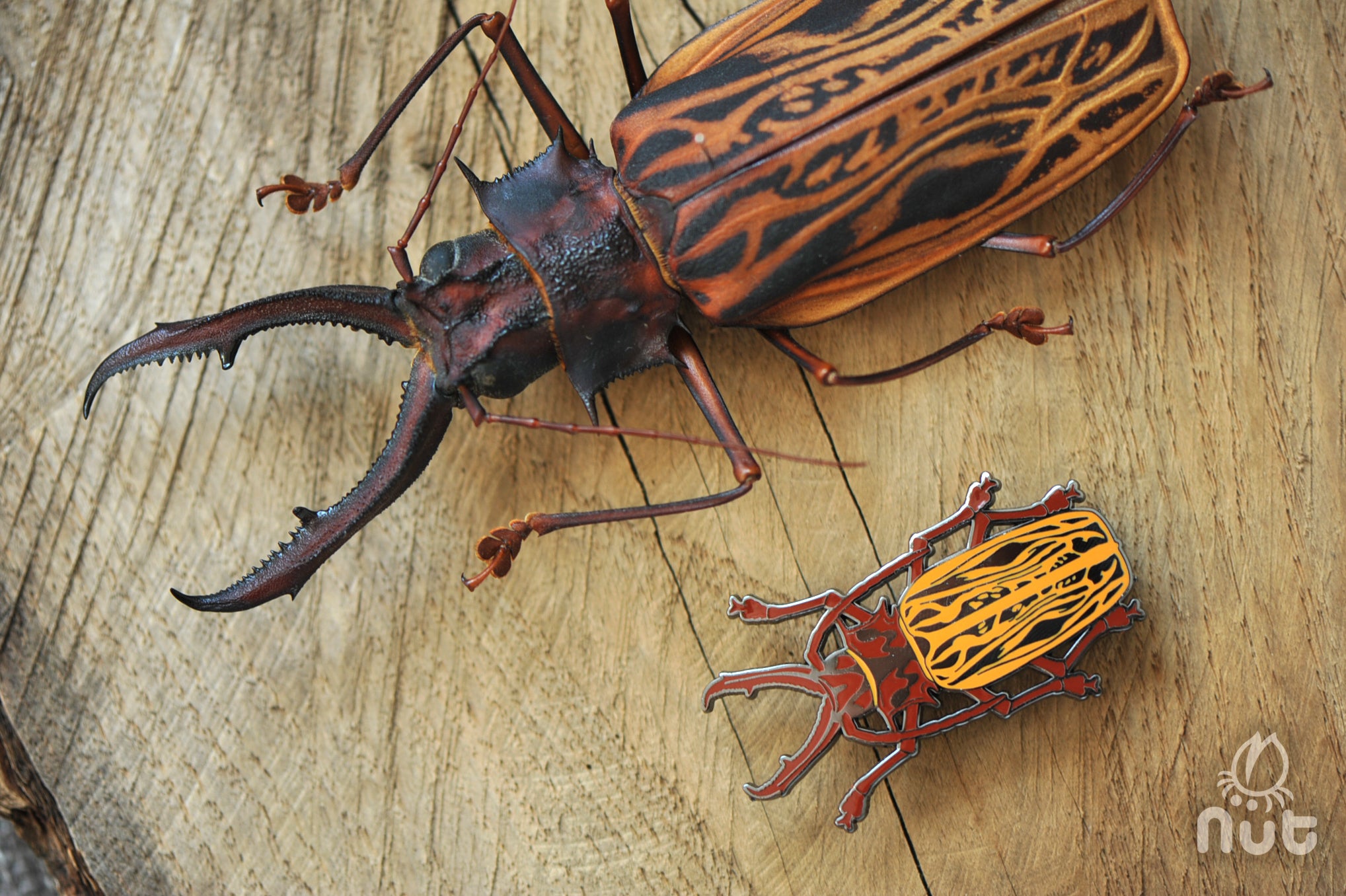 Insect Badge Macrodontia cervicornis “Long-toothed Longhorn” – Nut