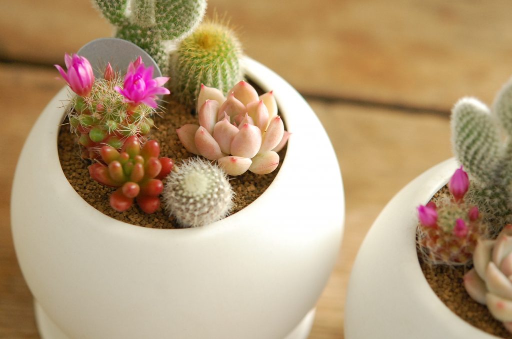 母の日ギフトのご予約お受けしております。 | 多肉植物・サボテンの