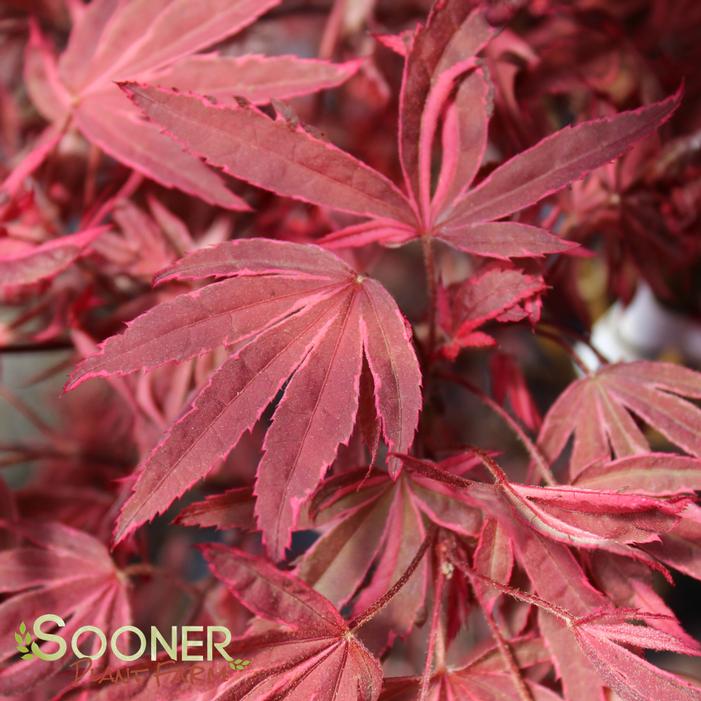 Shirazz Upright Japanese Maple | Sooner Plant Farm