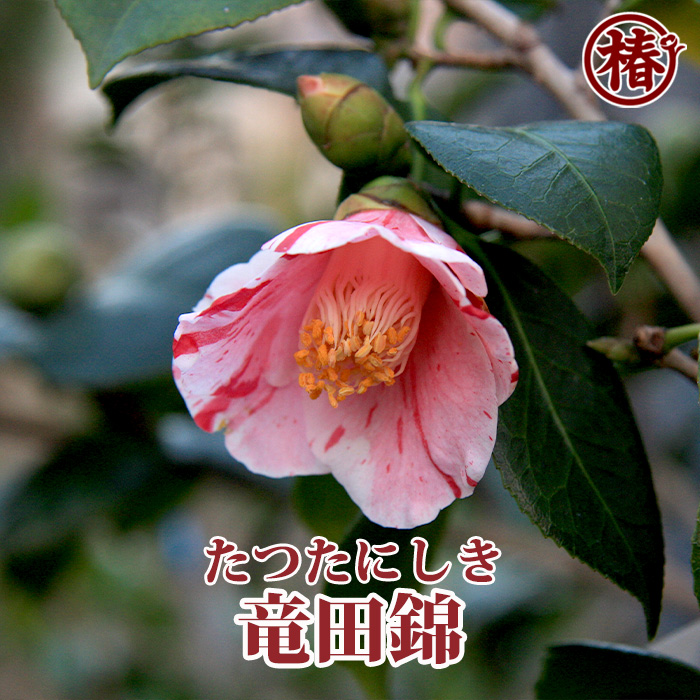 椿園オンラインショップ / 【一点物】竜田錦・たつたにしき