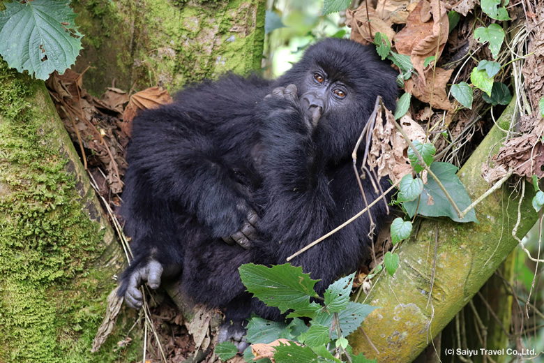 img_virunga_s07.jpg