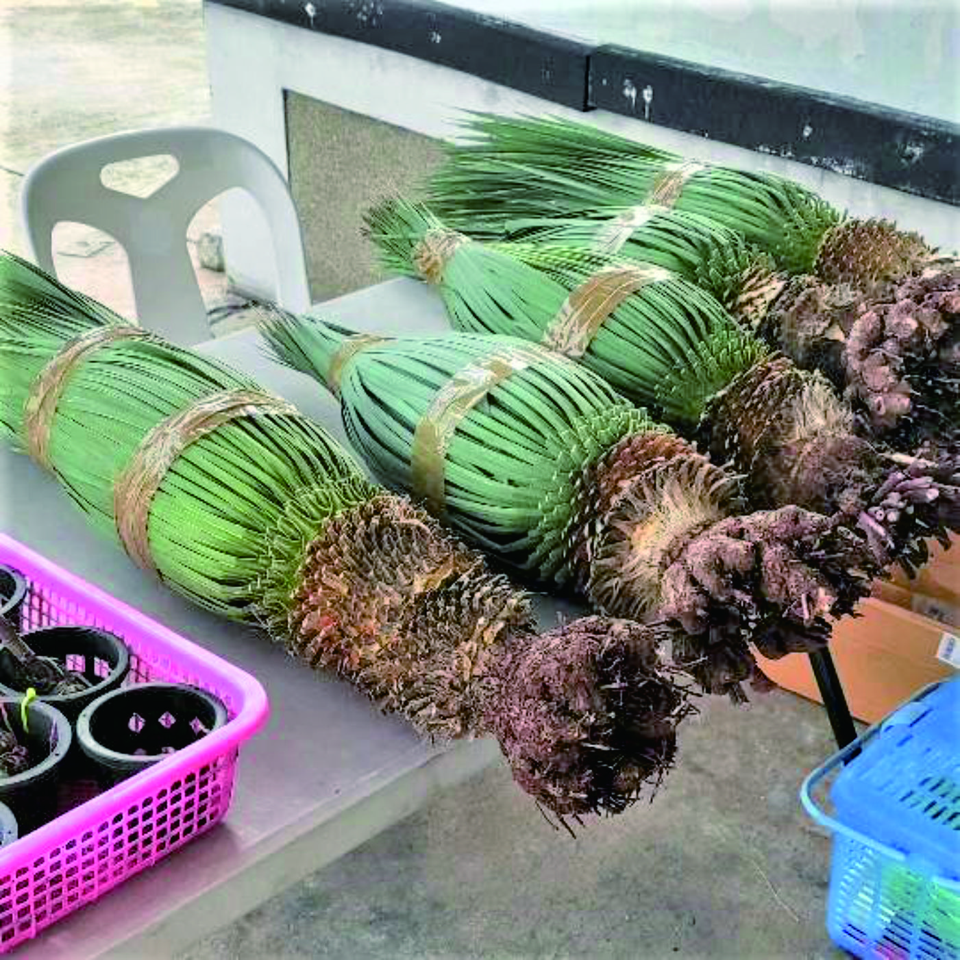 Samurai Green Thailand / ユッカ ロストラータ ブルーサンダー