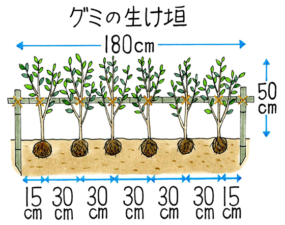 グミの仲間【地植え】の育て方｜KINCHO園芸