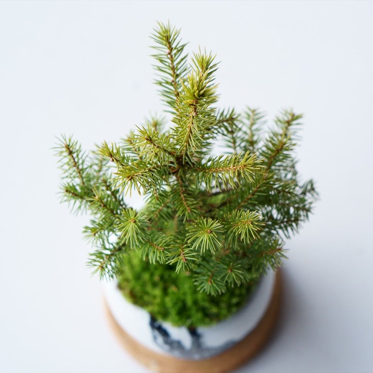 エゾマツ｜石木花図鑑｜石木花｜SEKIBOKKA｜盆栽