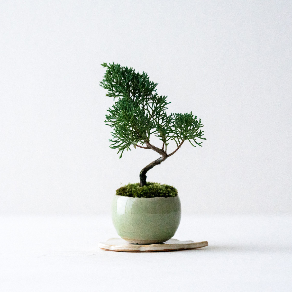 天皇梅｜石木花図鑑｜石木花｜SEKIBOKKA｜盆栽