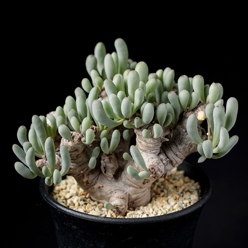 オトンナ・クラビフォリアの基本情報・育て方｜多肉植物・サボテン図鑑
