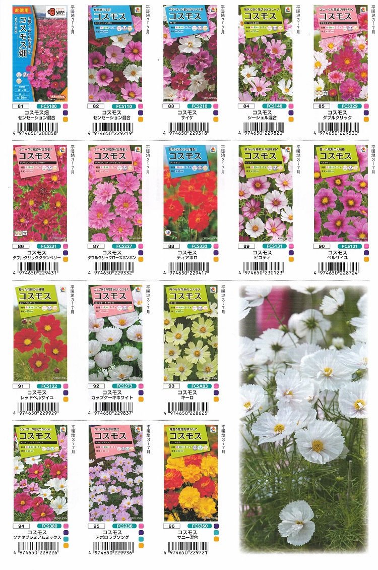 草花のタネ】 タキイ種苗 草花のタネ（春まき） カ行 コスモス 1袋