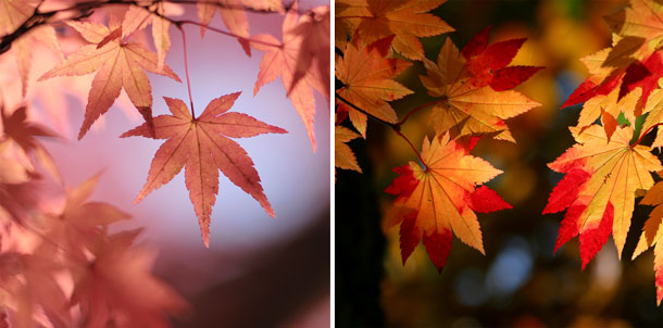 モミジ（紅葉）とカエデ（楓)