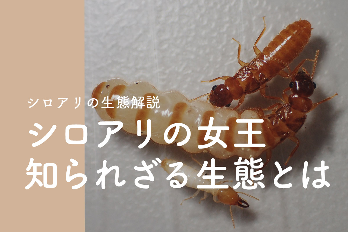 シロアリの女王を徹底解説！知られざる生活に迫る｜シロアリ1番！