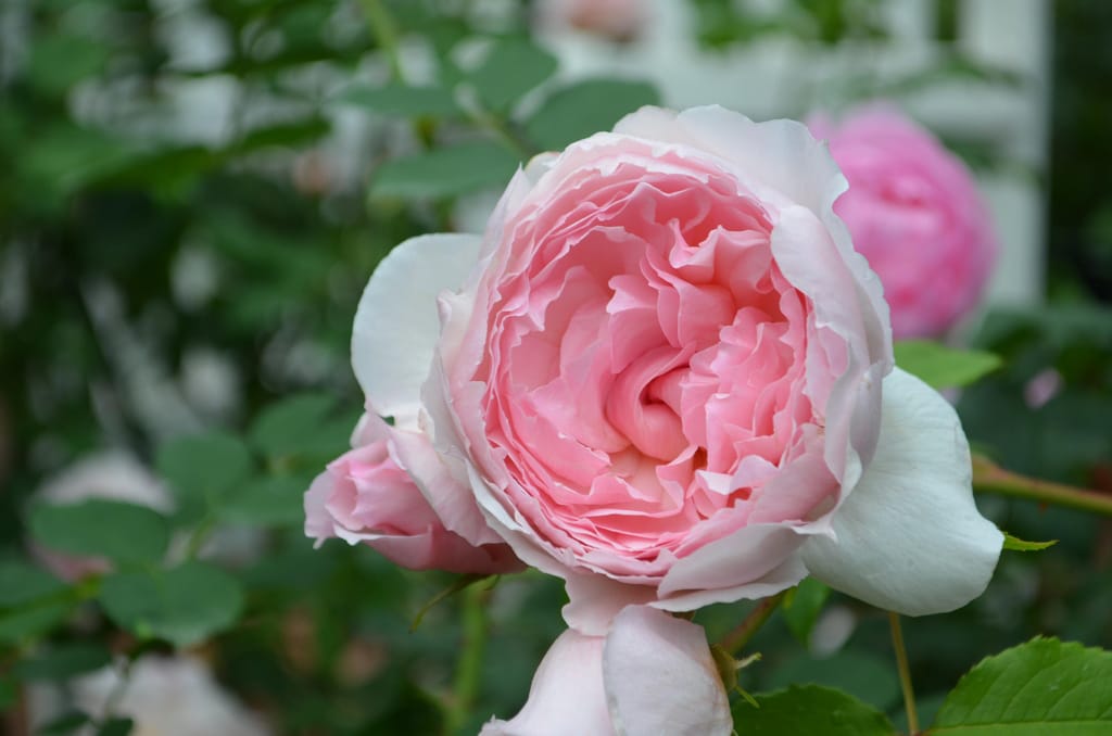 ザ・ウェッジウッド・ローズ | ローズガーデン | 白い恋人パーク