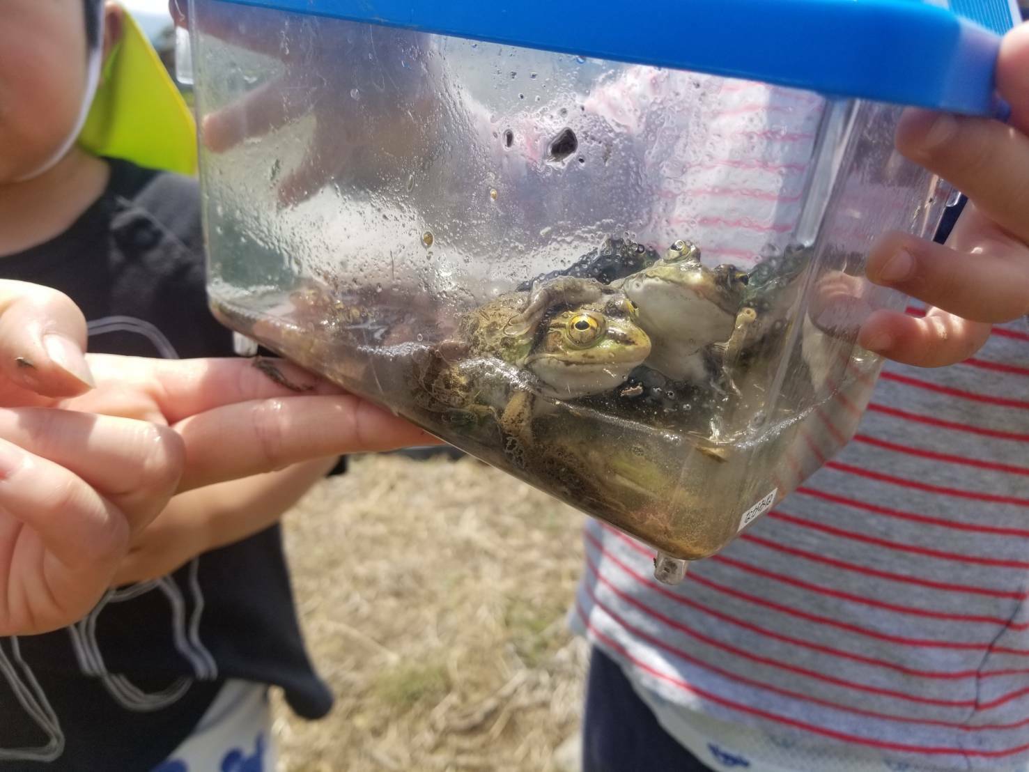 元気でね！カエルちゃん！ - 信州やまほいくの郷