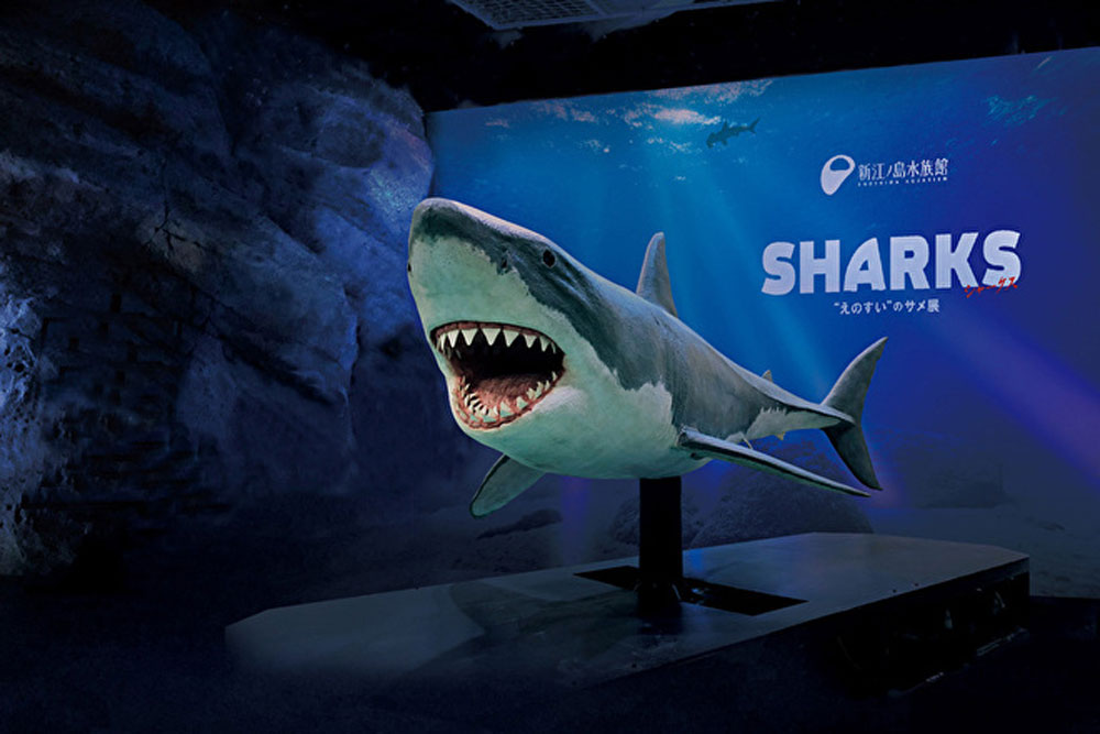SHARKS “えのすい”のサメ展 - とことこ湘南