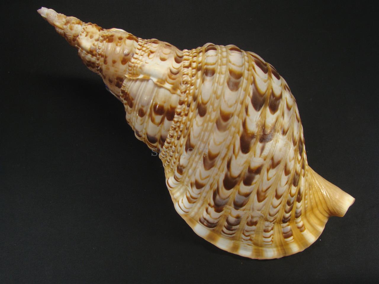 法螺貝 法螺貝 32cm 540g - Kaiショップ