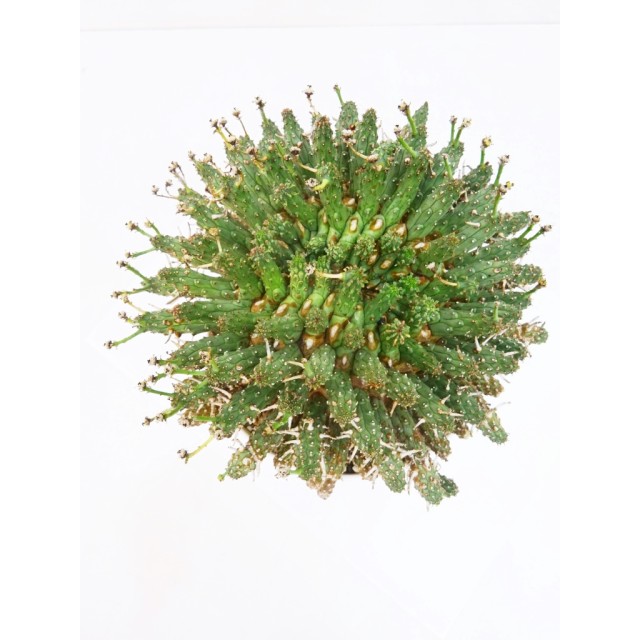 ユーフォルビア フスカ Euphorbia fusca - Special Plants Gallery