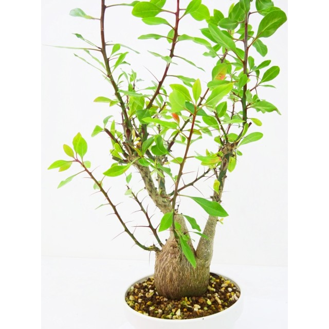 フォークイエリア ファシクラータ Fouquieria fasciculata - Special