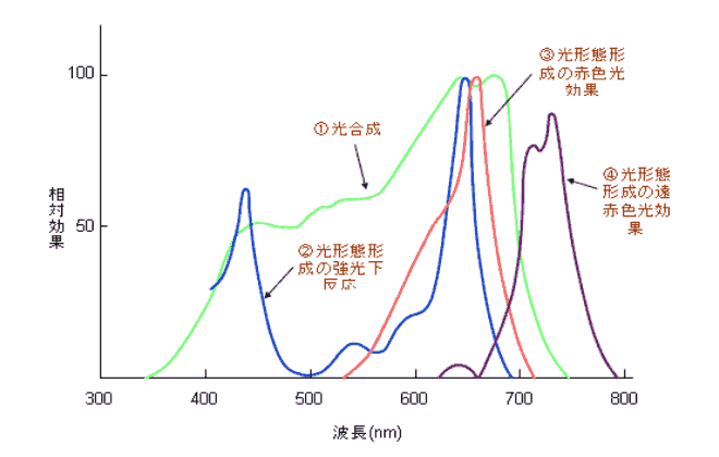 植物工場 - 植物工場用LED照明 | LED照明用電源.com - サンエー電機