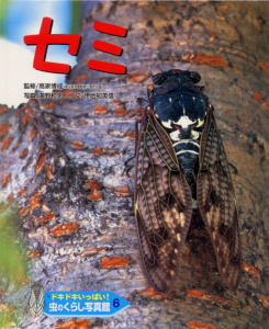 セミ｜ドキドキいっぱい！虫のくらし写真館｜学習｜本を探す｜ポプラ社