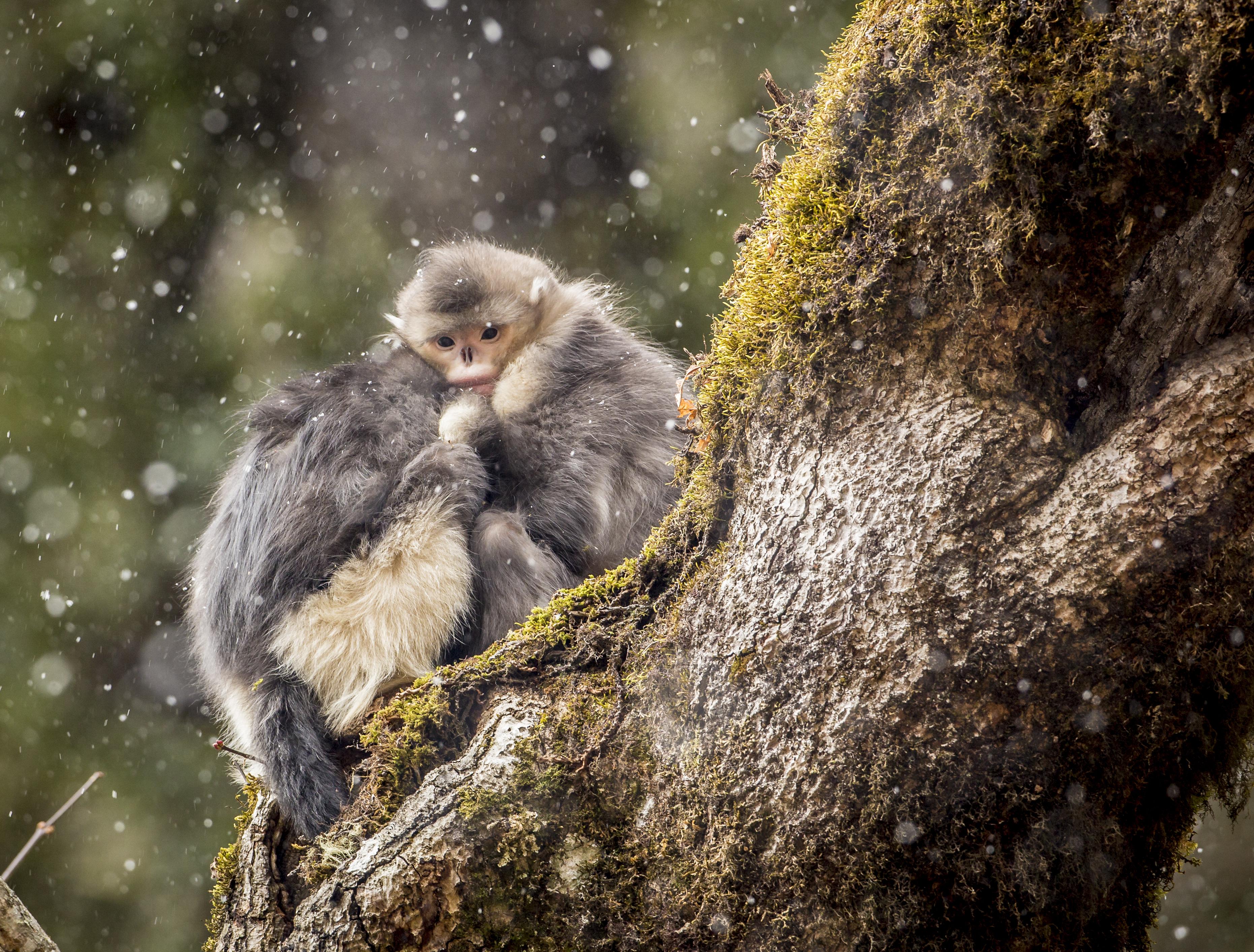 Mystery Monkeys of Shangri-La | About | Nature | PBS