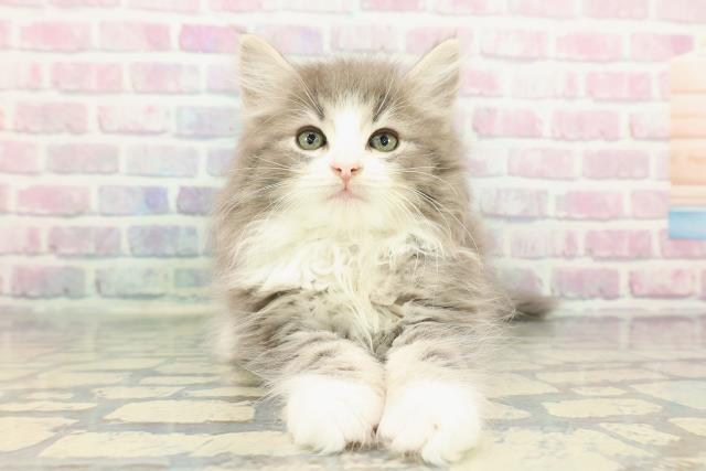 ノルウェージャンフォレストキャット(ブルー(青)系)の子猫を価格や特徴