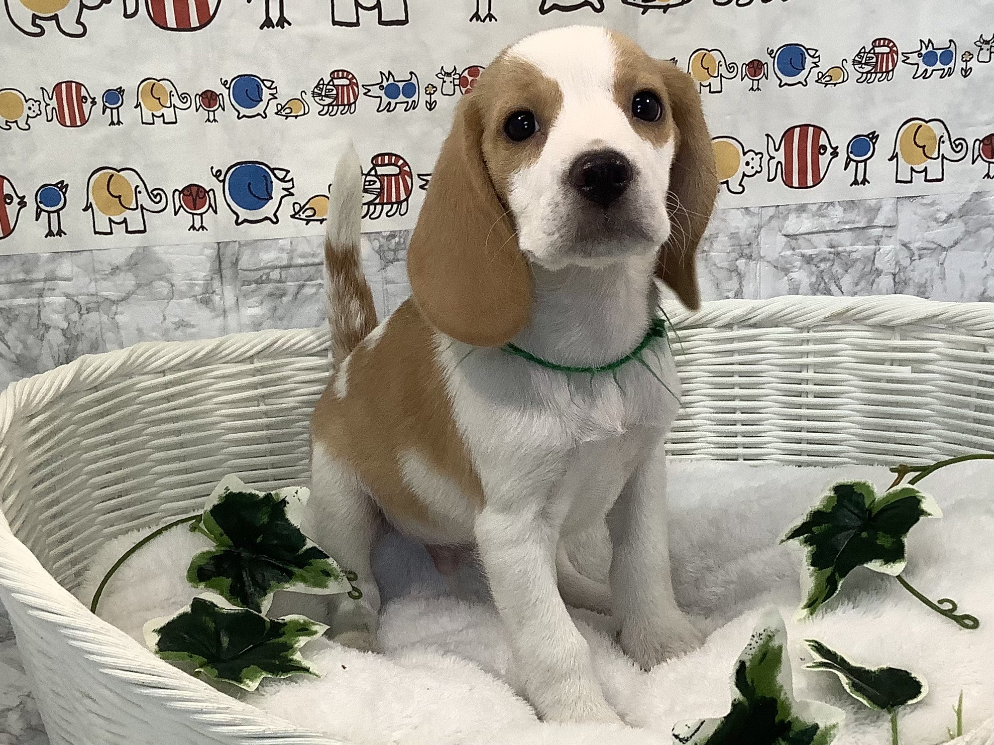 ☆びーぐる犬☆ さま専用 ビーグル | 総合ペットショップ マルエス