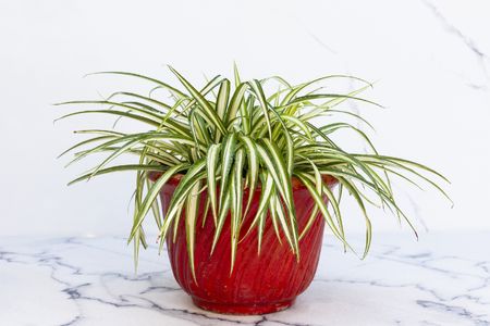 ナカフオリヅルラン (Chlorophytum comosum 'Vittatum') - PictureThis