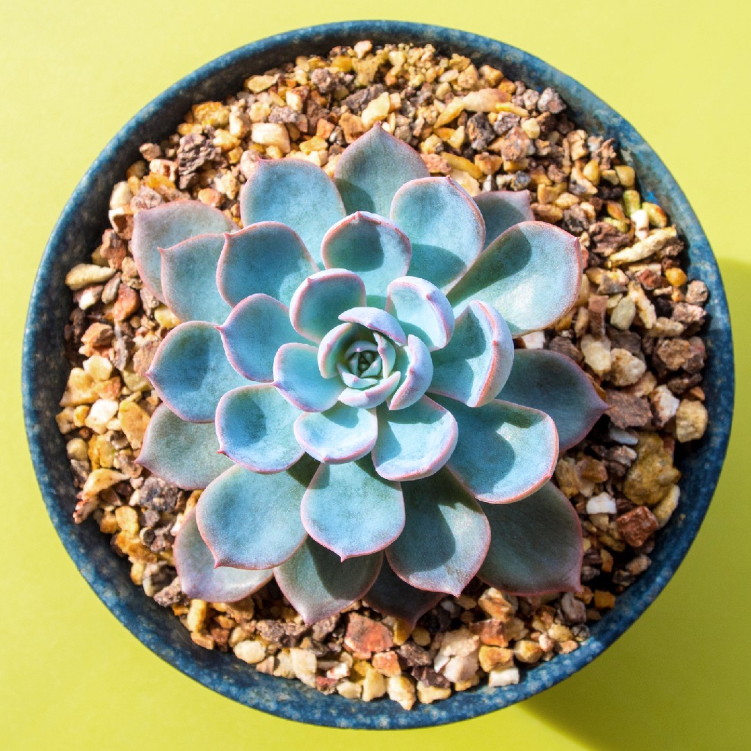フィオナ (Echeveria 'Fiona') - PictureThis