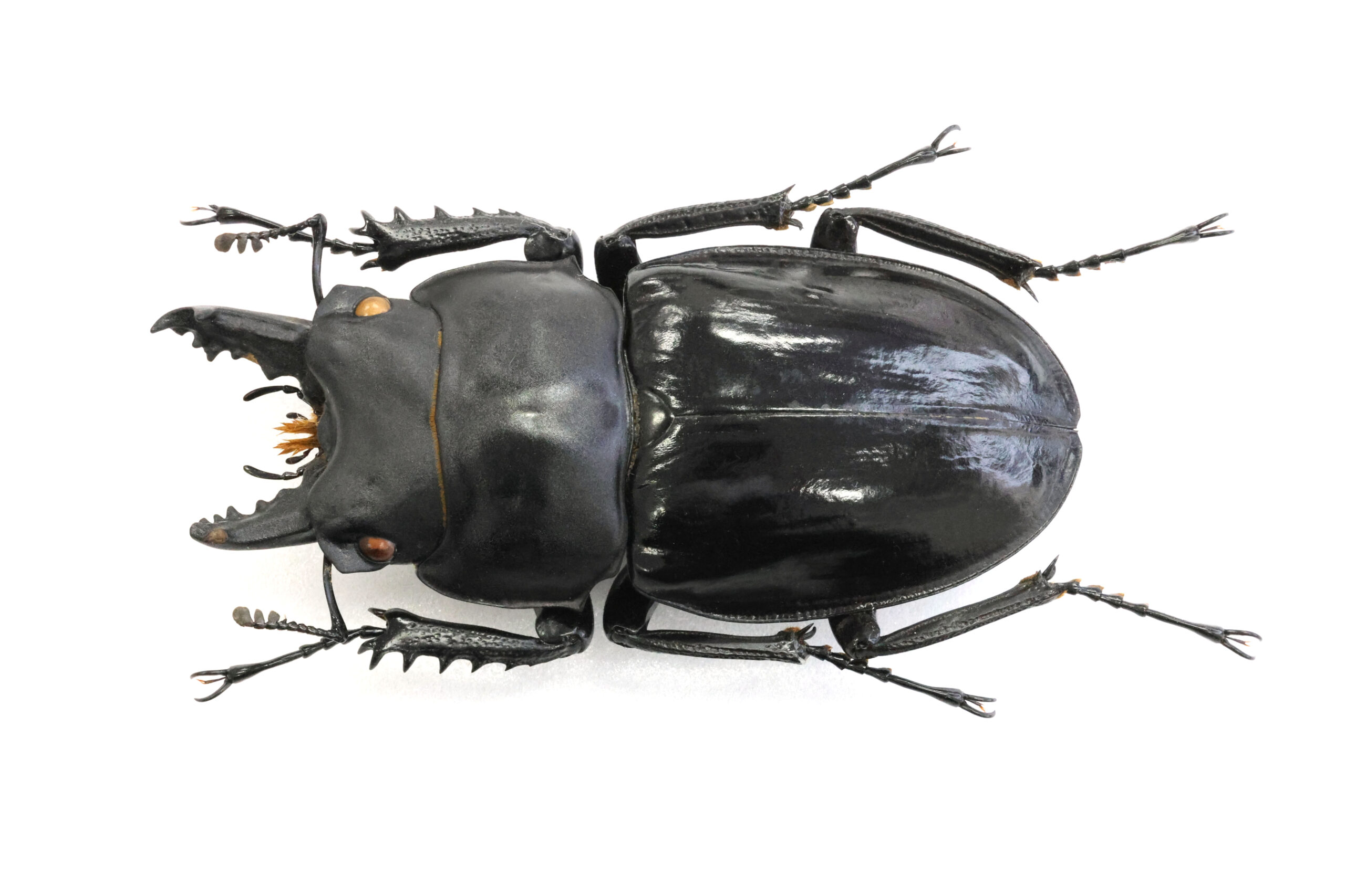 59.9㎜ ］規制前に採集できた特大個体 | Project WILD MUSEUM クワガタ