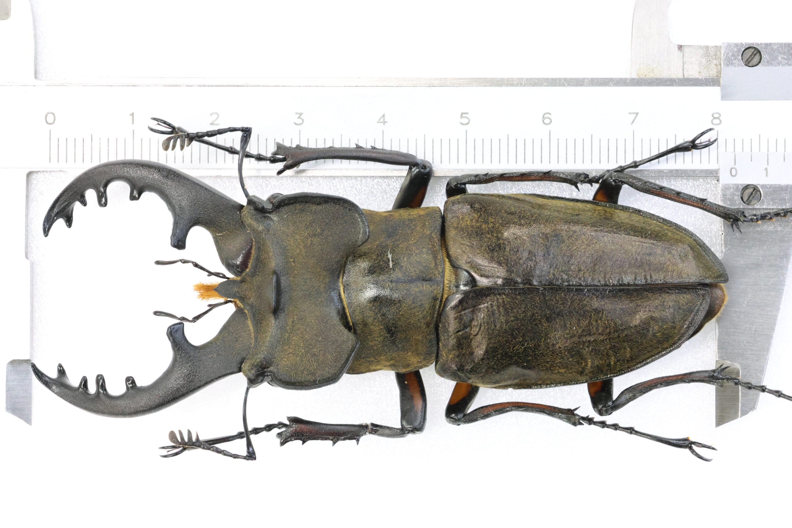 Guinness Lucanus maculifemoratus