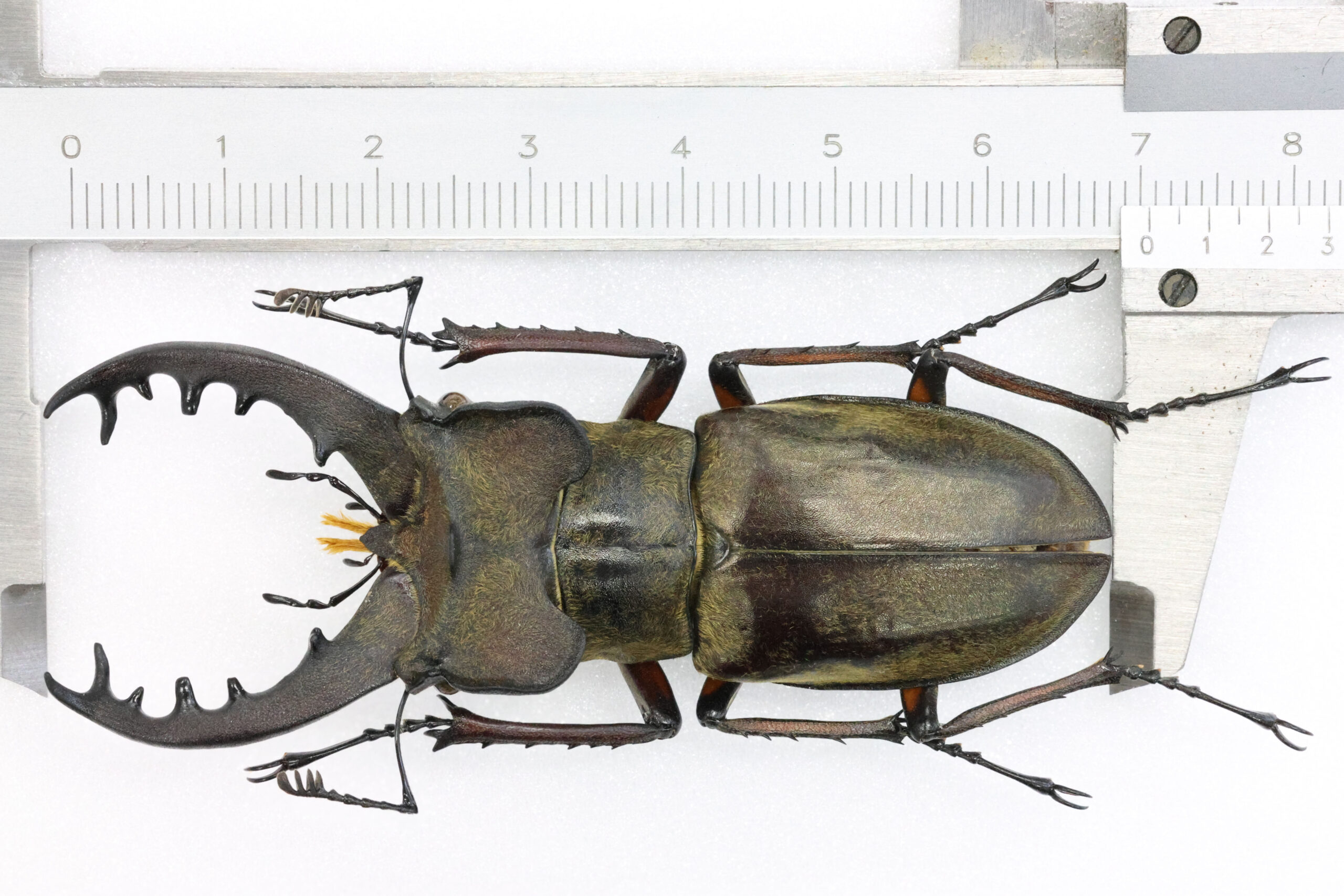 70.5 ㎜ ］標高200メートルほどでも… | Project WILD MUSEUM クワガタ