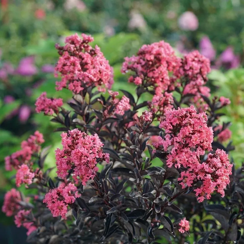 CENTER STAGE® Coral Crapemyrtle - Proven Winners ColorChoice