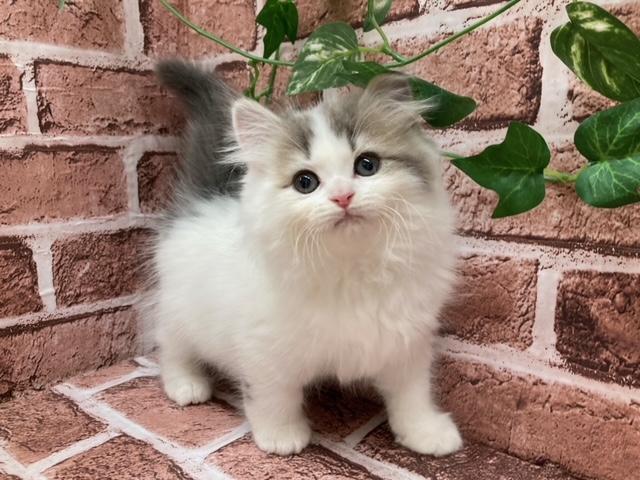 マンチカン（足長）（ロング） « ペットショップ ふしみ