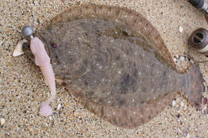 Salty Style Flatfish（ソルティースタイルフラットフィッシュ