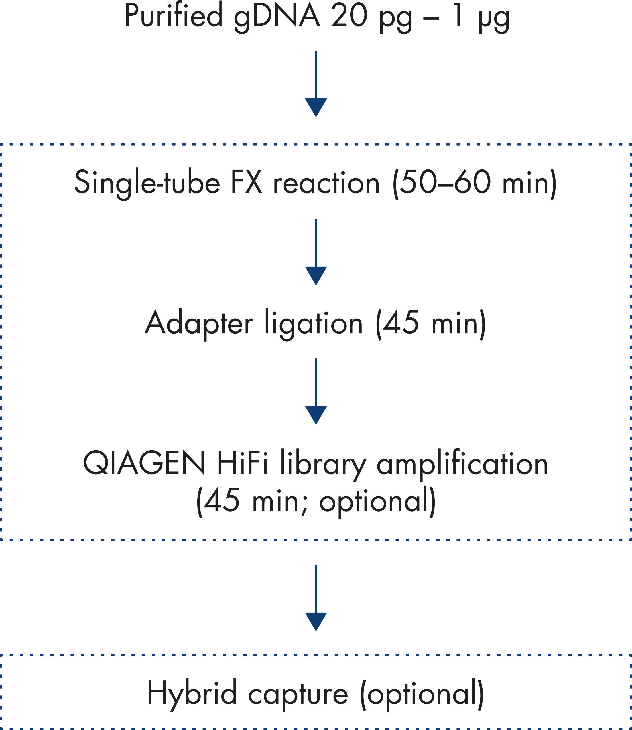 QIAseq FX DNA Library Kit 全ゲノム解析に最適なライブラリー試薬