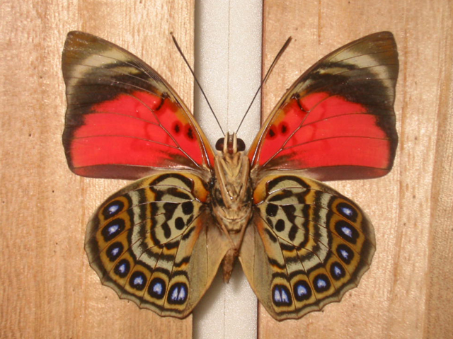 クラウディナミイロタテハ Agrias claudina ～ 蝶の標本 麗蝶 ～