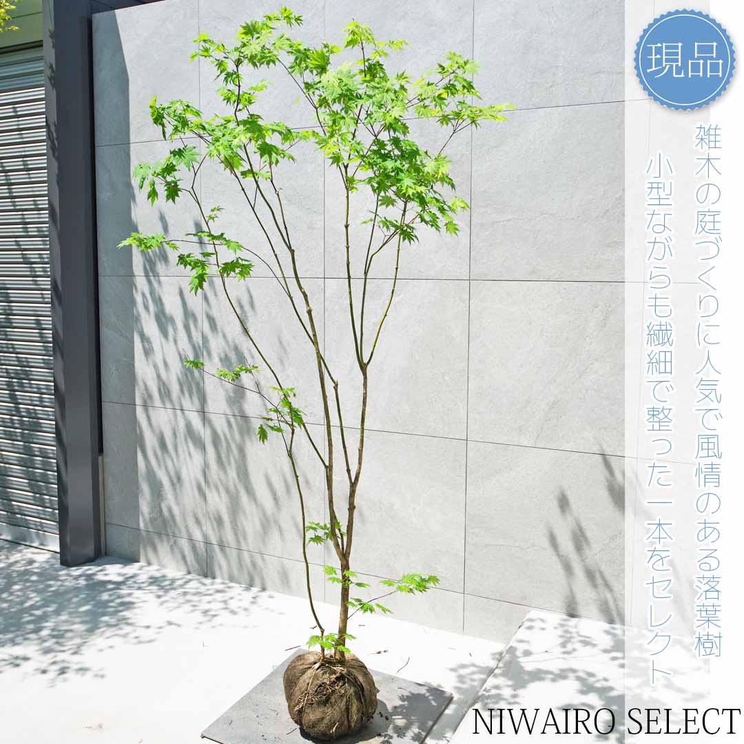楽天市場】【現品】山採り【ヒナウチワカエデ】雛団扇楓 株立ち 自然風